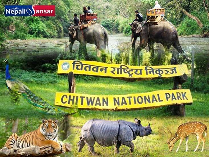 chitwan national park beckons tourists